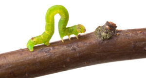 Inchworm walking on a branch