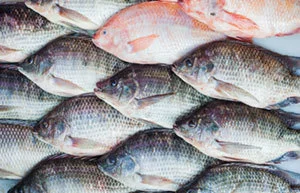 Reconsideration Allowed: Allegation of Sale of Tilapia Deemed Insufficiently Supported to Survive Summary Judgment